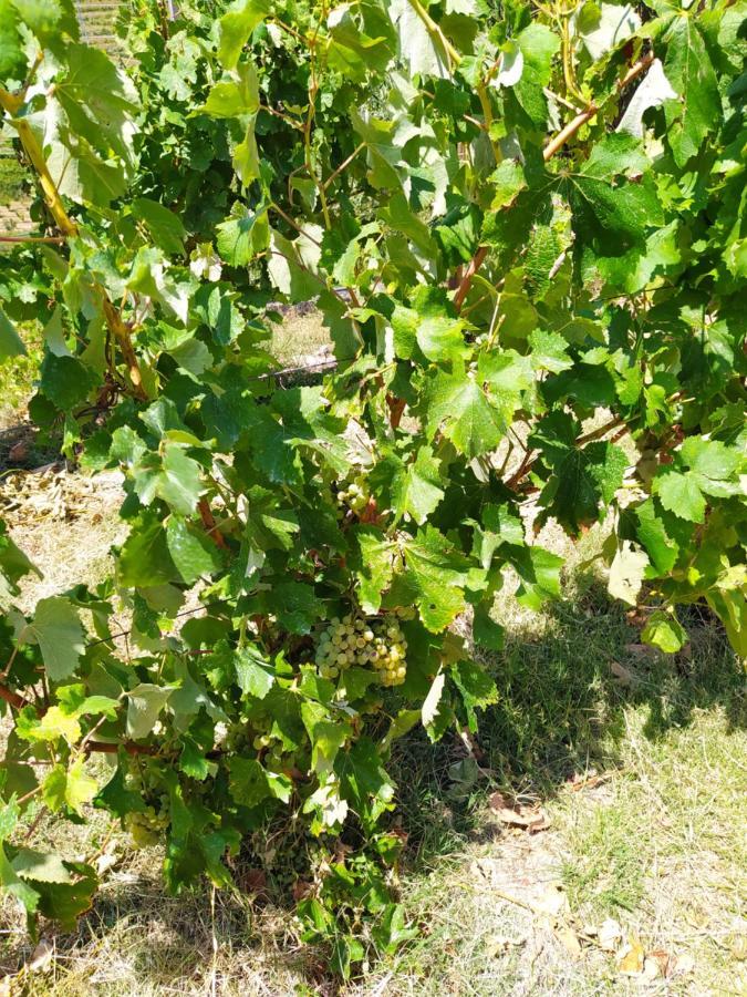 Quinta De Penelas Holiday home Lamego